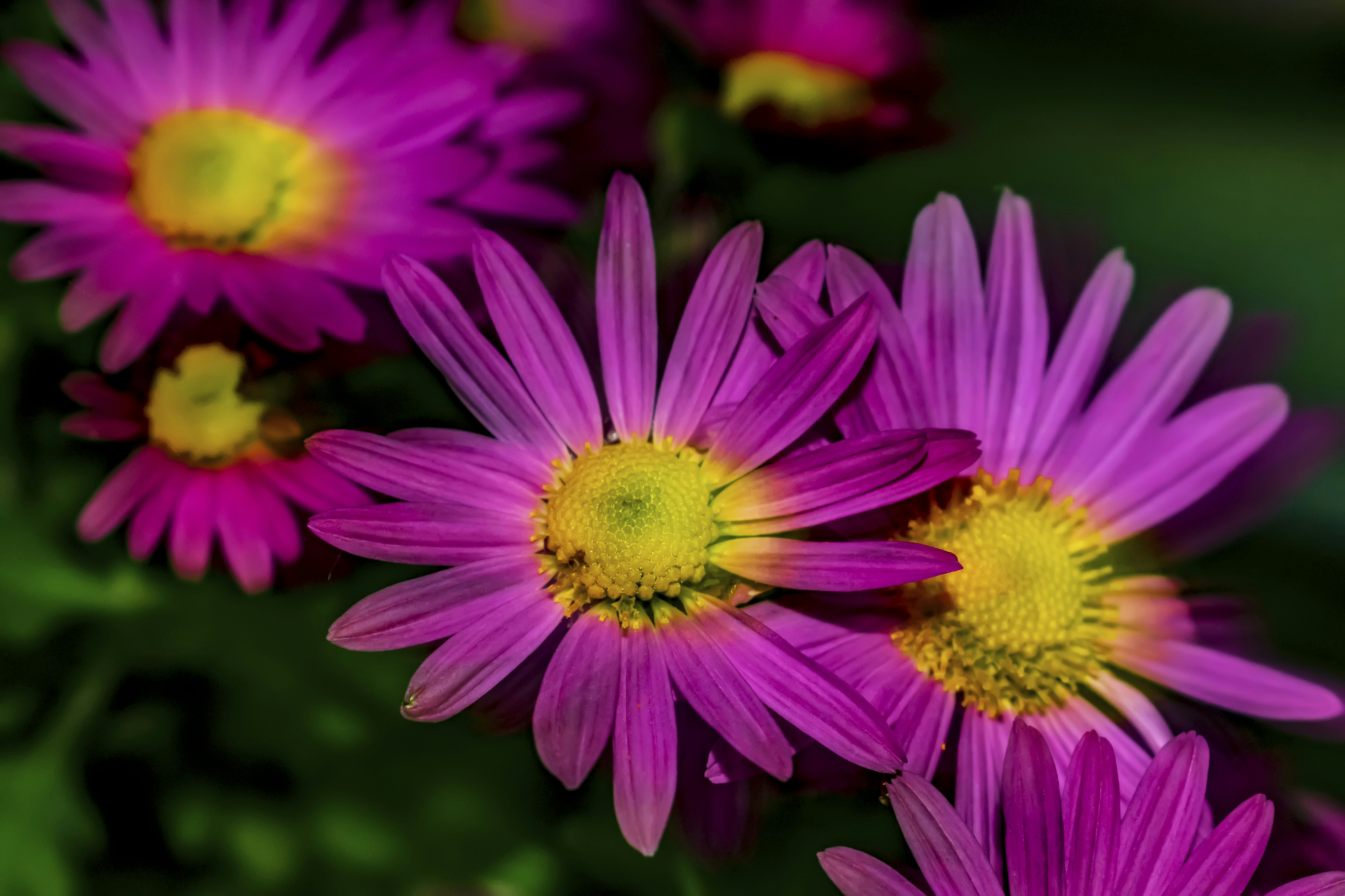 Photo by kostiantynvierkieiev