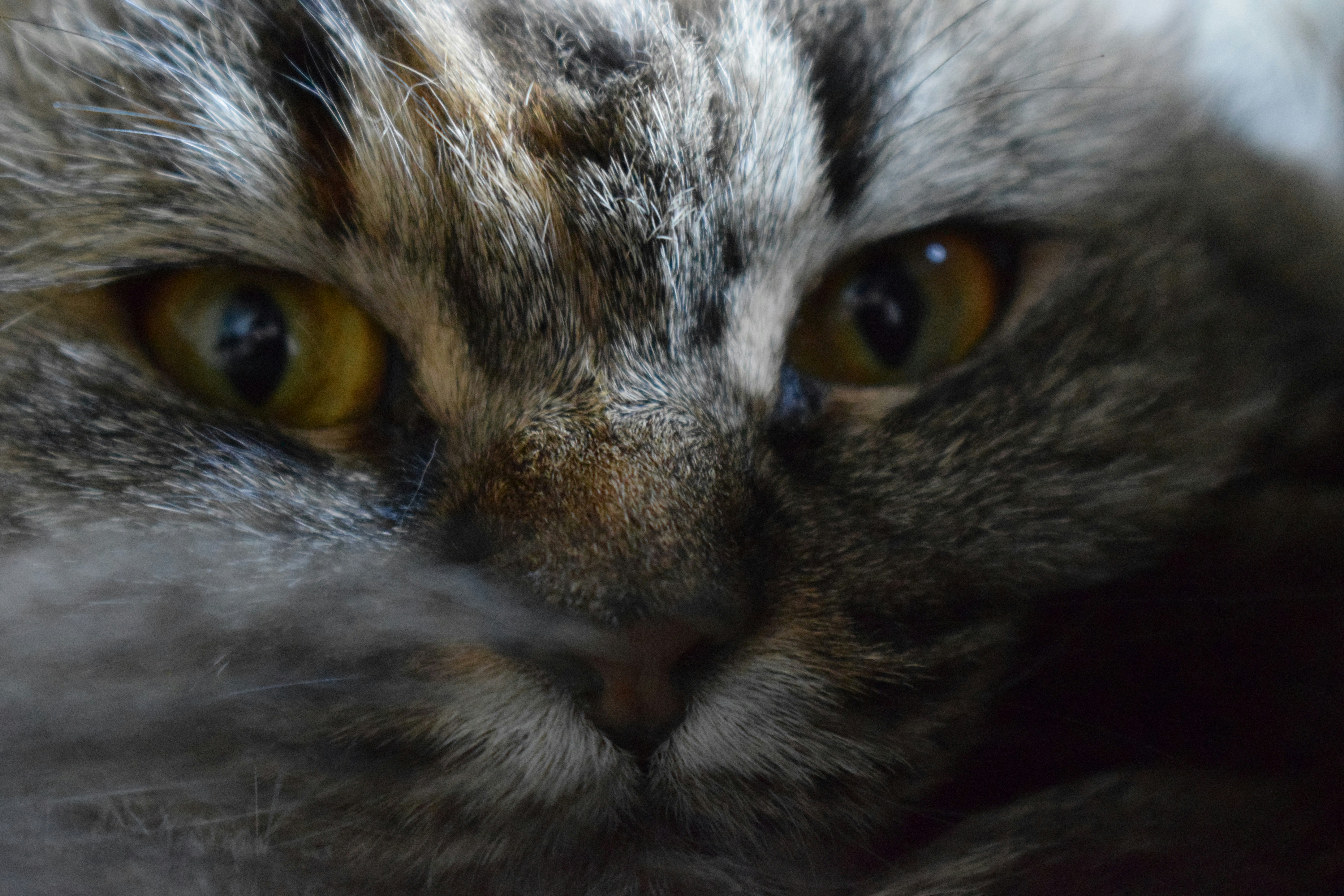close up of a cat