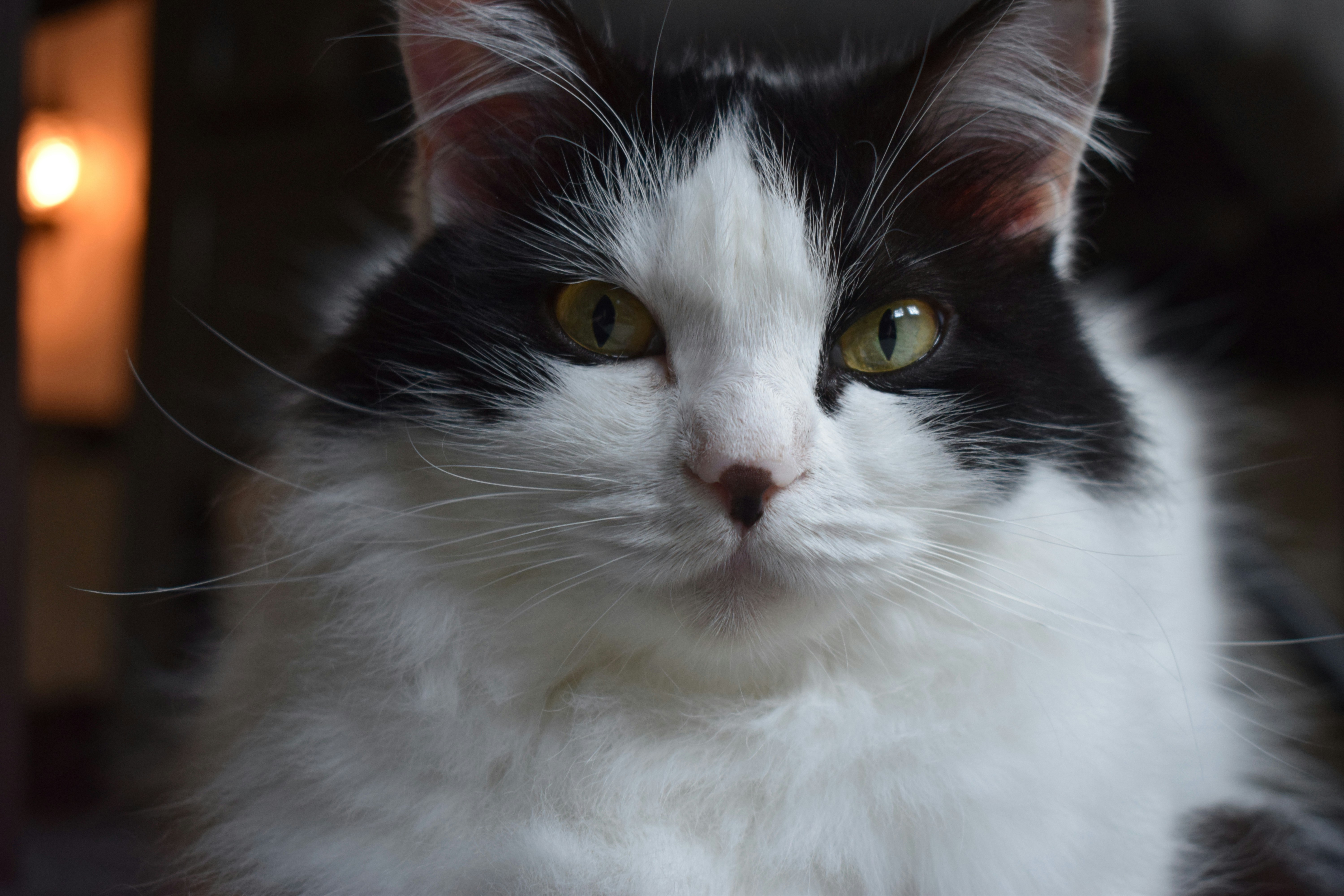 Photo by mostpeoplecallmemilo