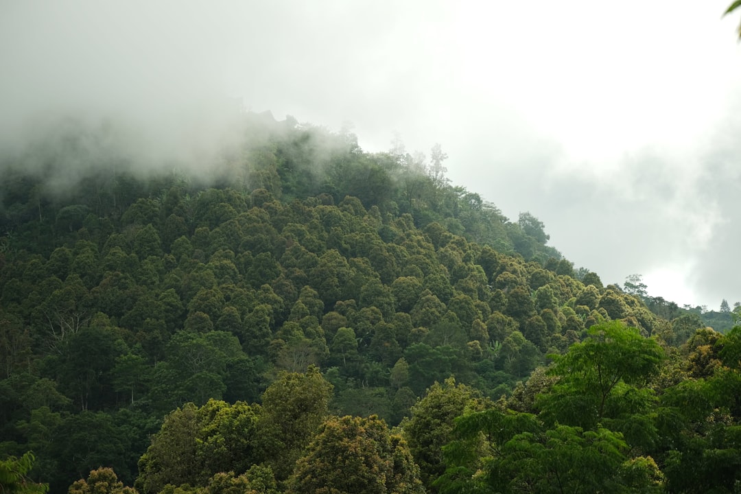 Ecoregion photo spot Munduk Mount Agung