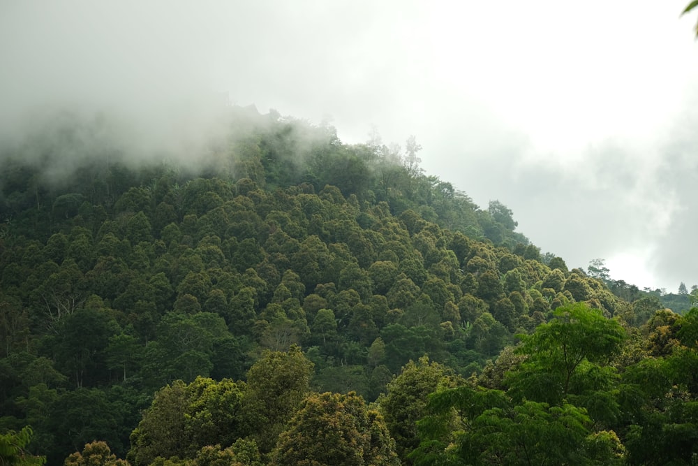 a forest of trees