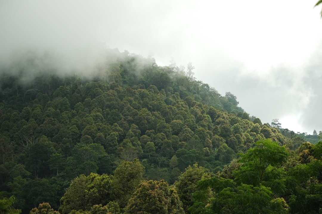 a forest of trees,