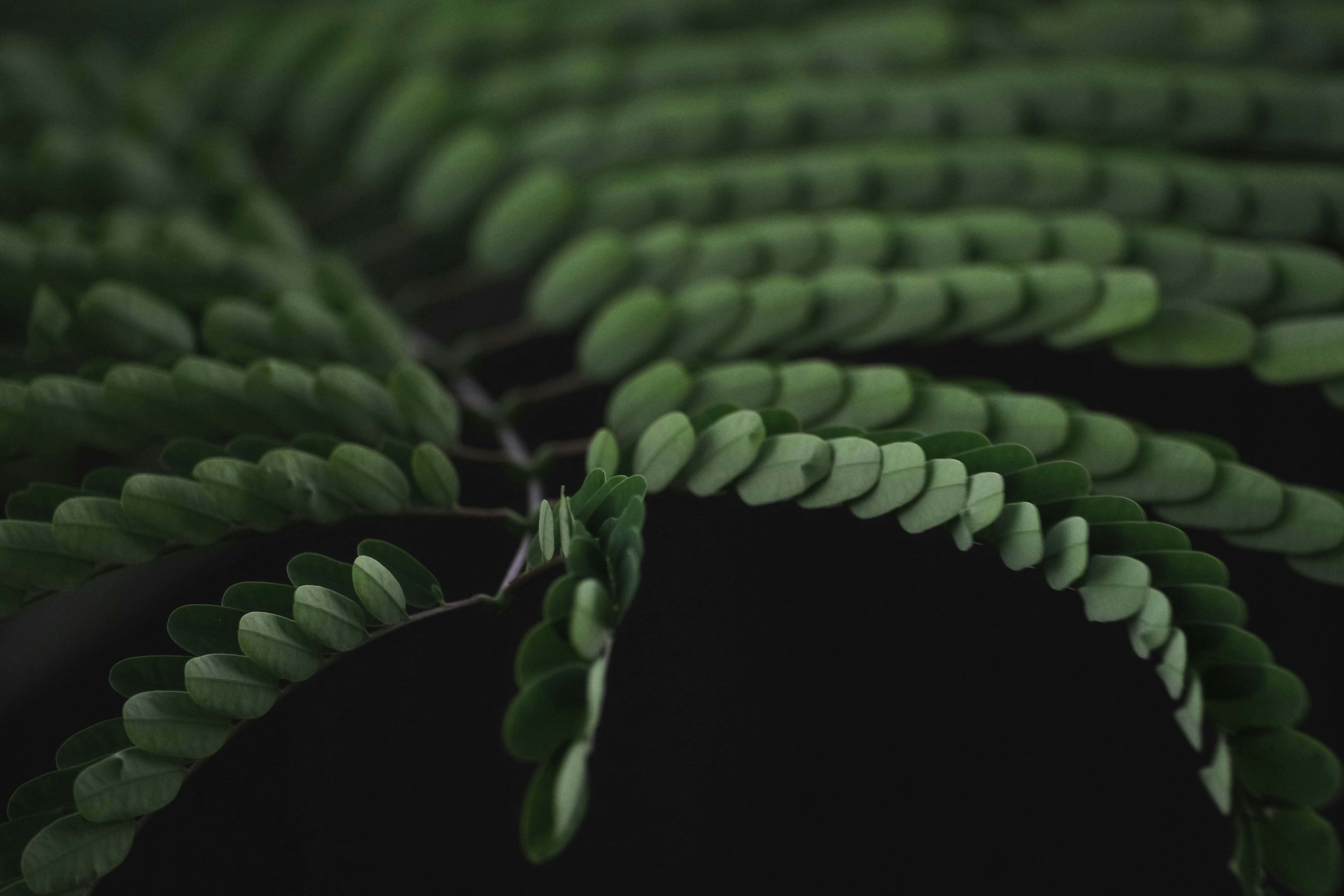 a close-up of some plants