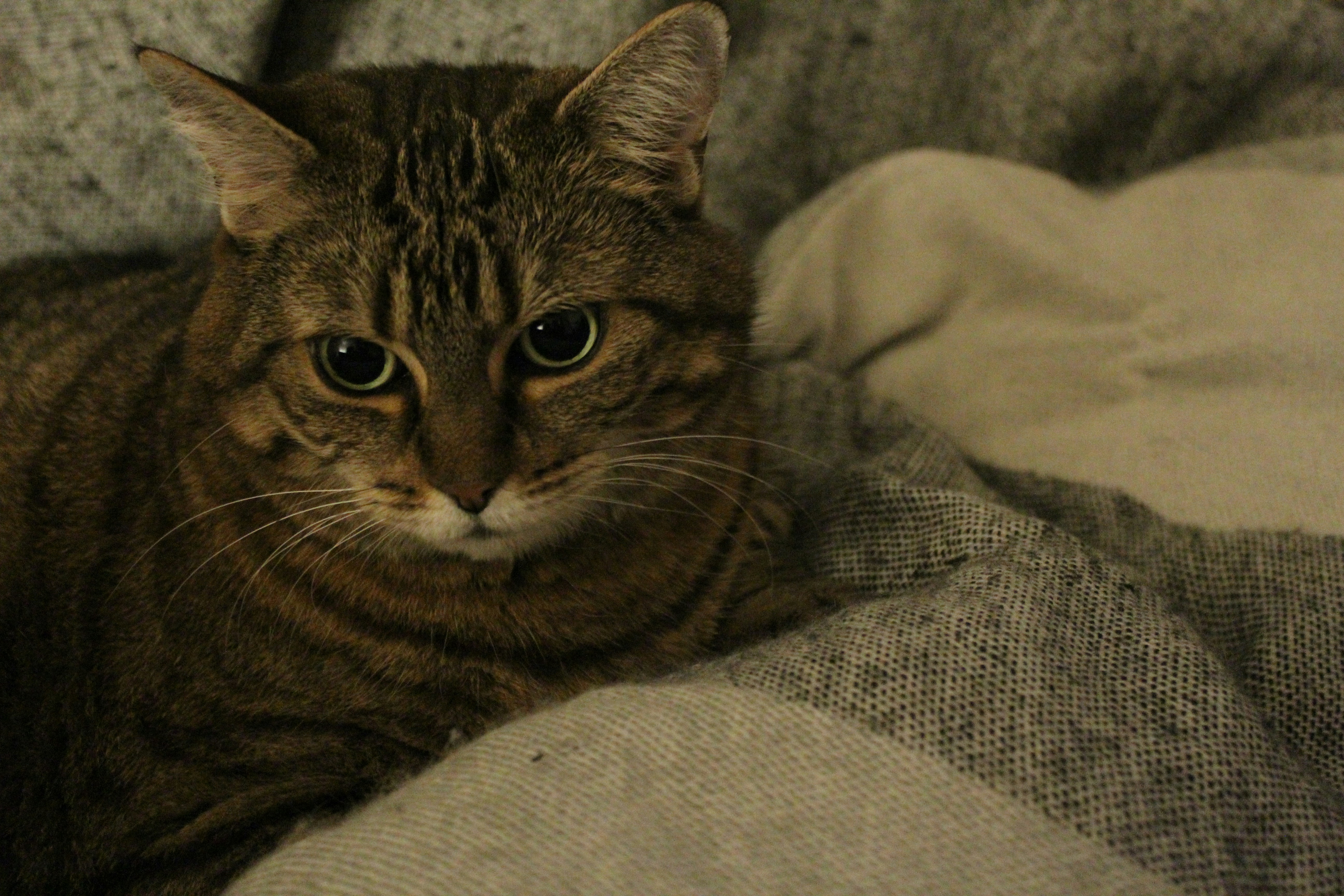 Creating a Safe and Calm Environment (image credits: unsplash)