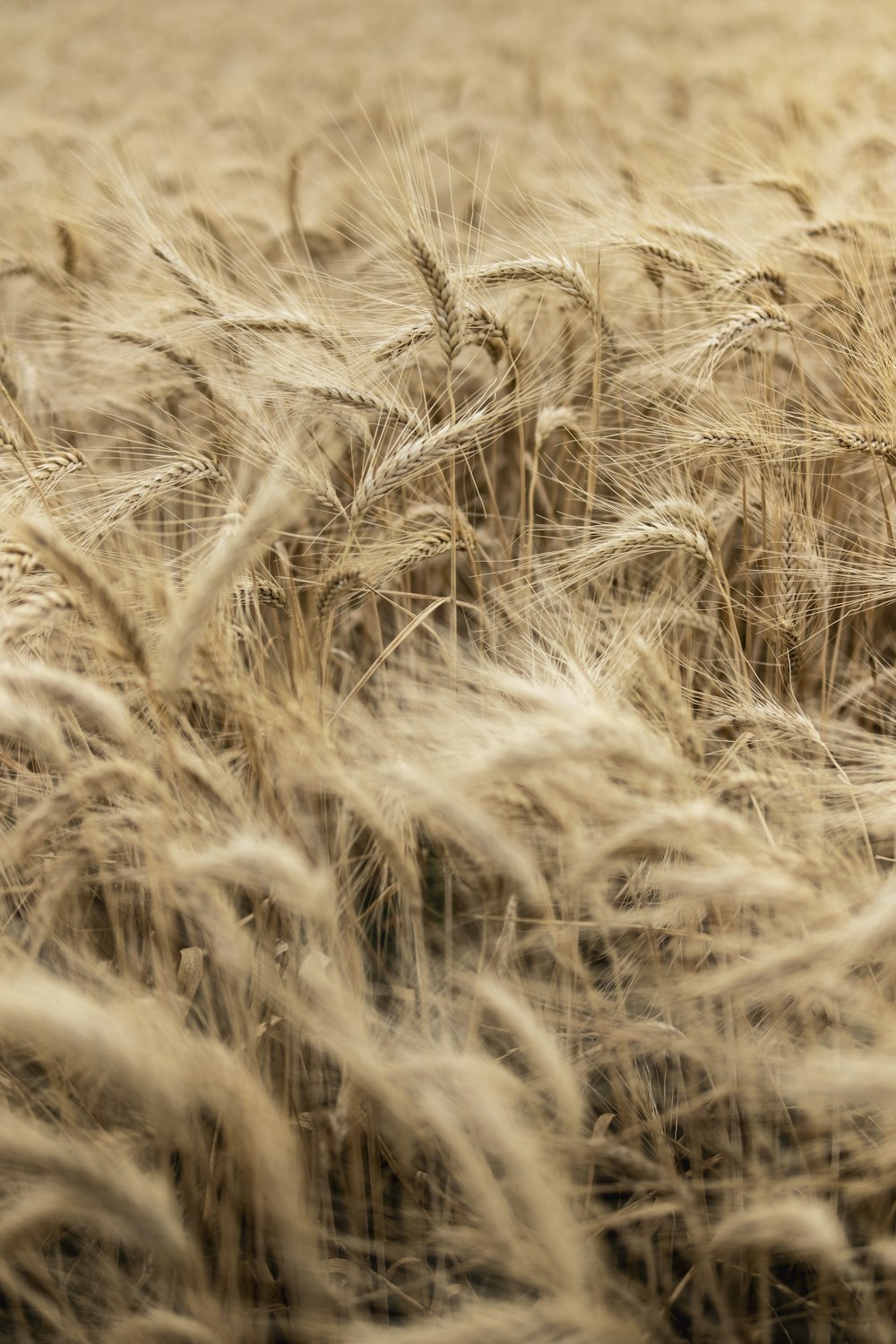 Un gros plan d’un peu de blé