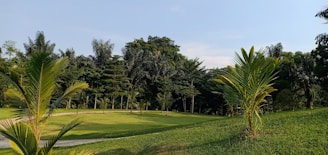 A lush, green landscape featuring a variety of tropical trees and plants. The foreground is dominated by tall palm trees and neatly trimmed grass on a gently sloping hill. In the background, there is a dense forested area with a mix of different tree types under a clear blue sky.