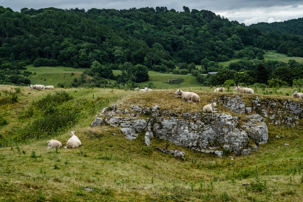 sheep grazing on a hill