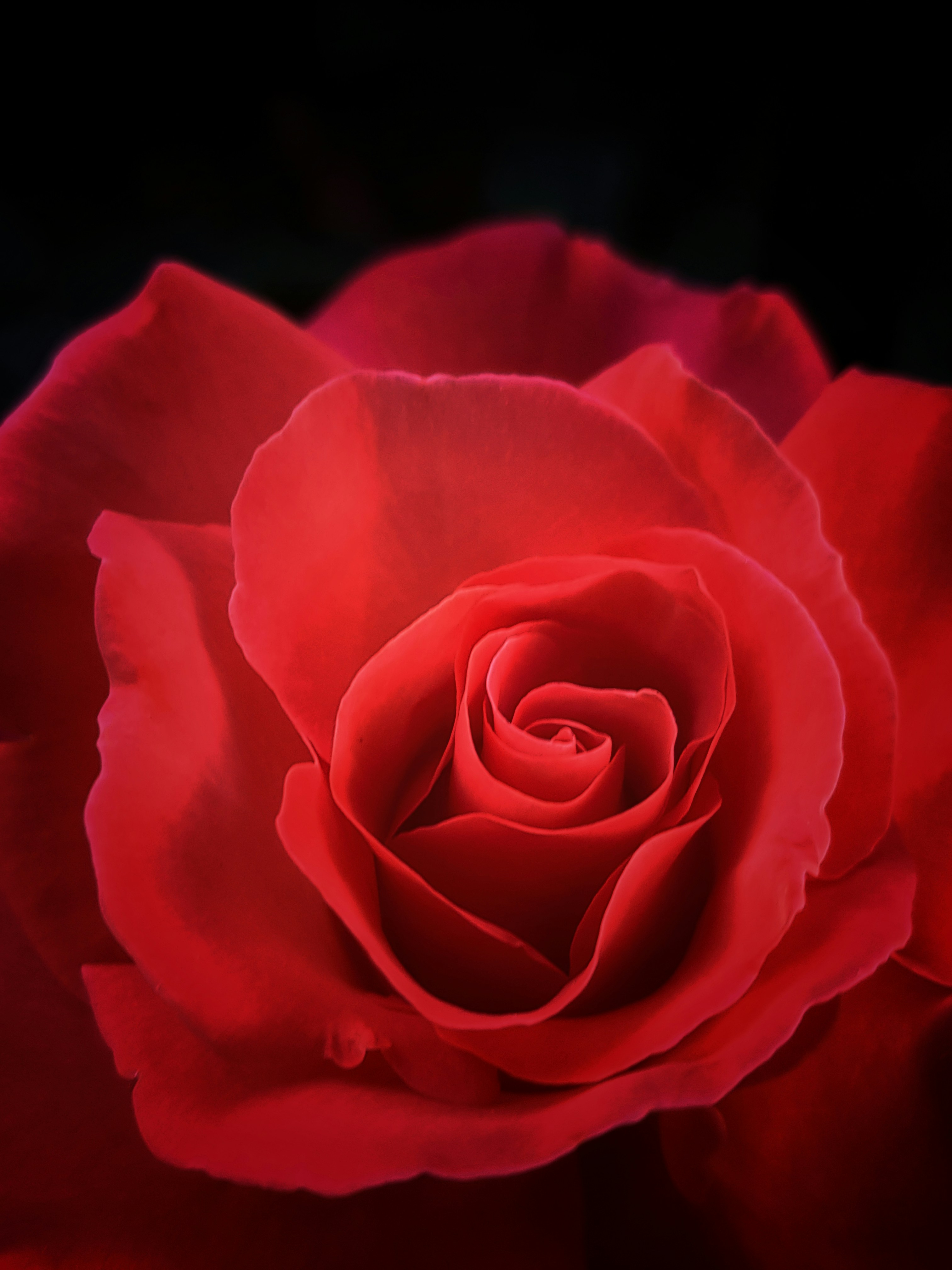 Rosé Classique