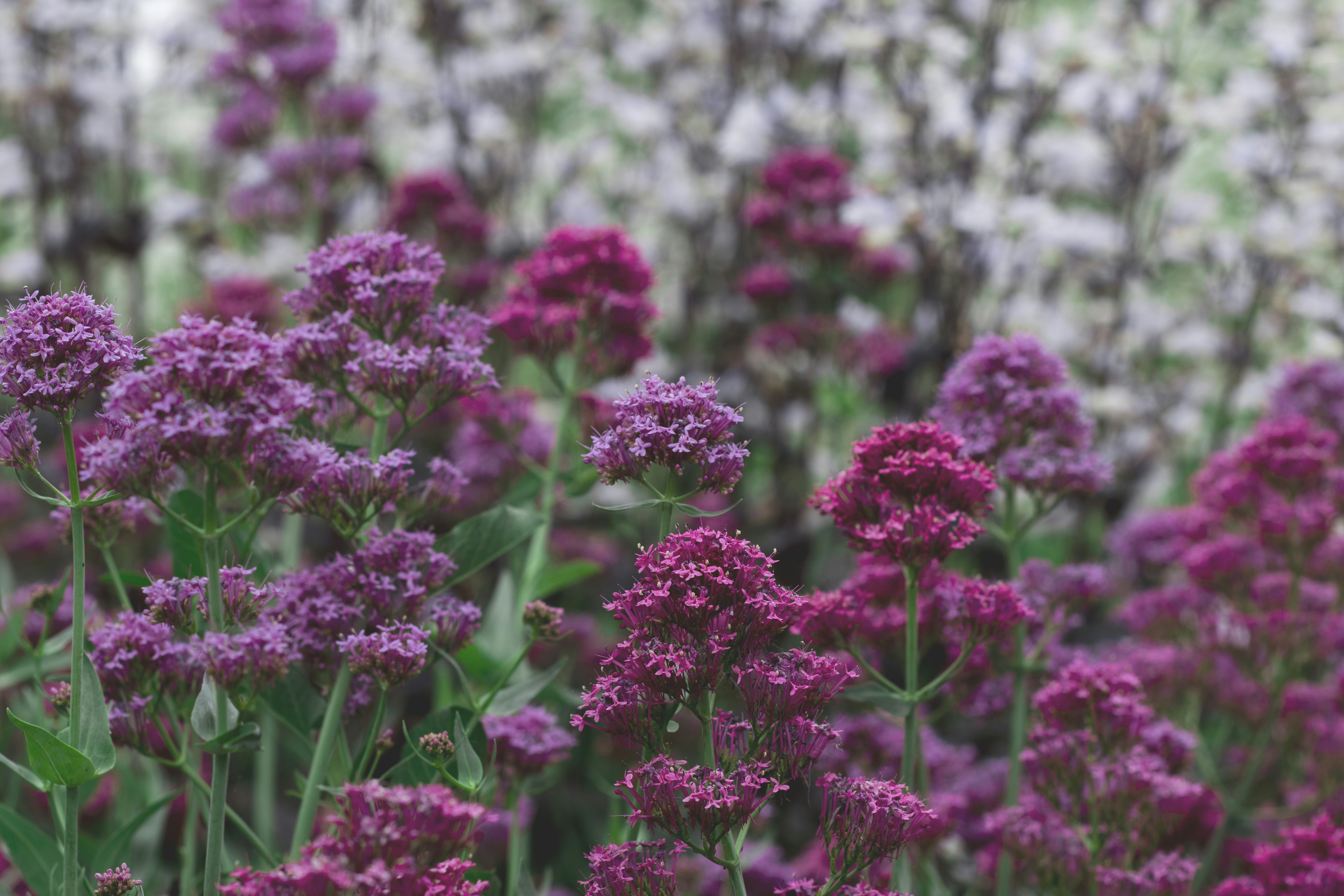 Photo by tayannphoto