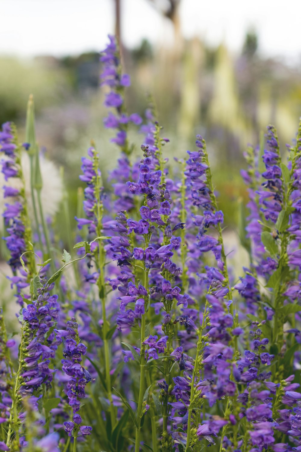 a field of purple flowers