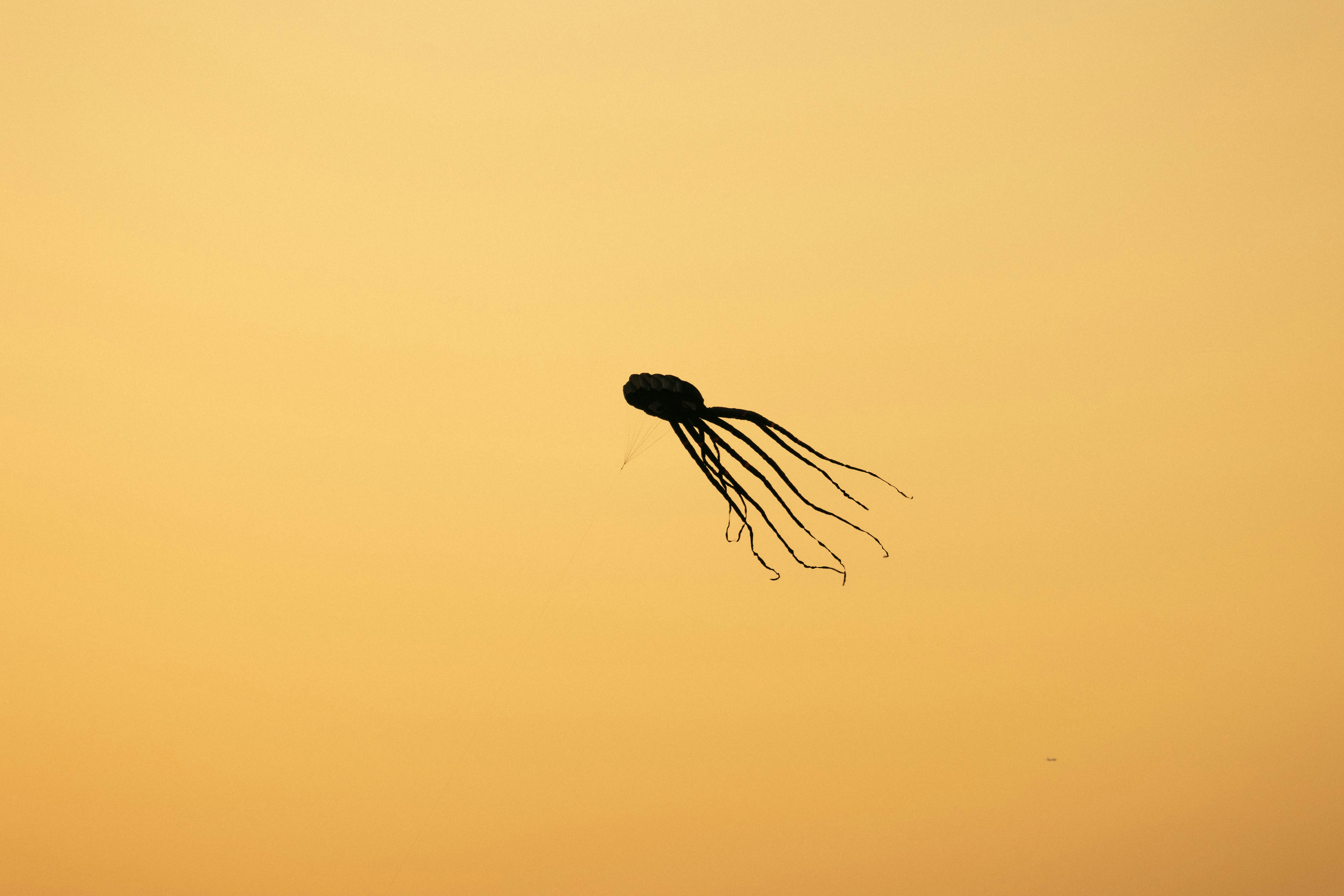 a black spider with a yellow background