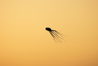 a black spider with a yellow background