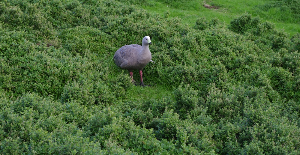 a bird standing on a hill