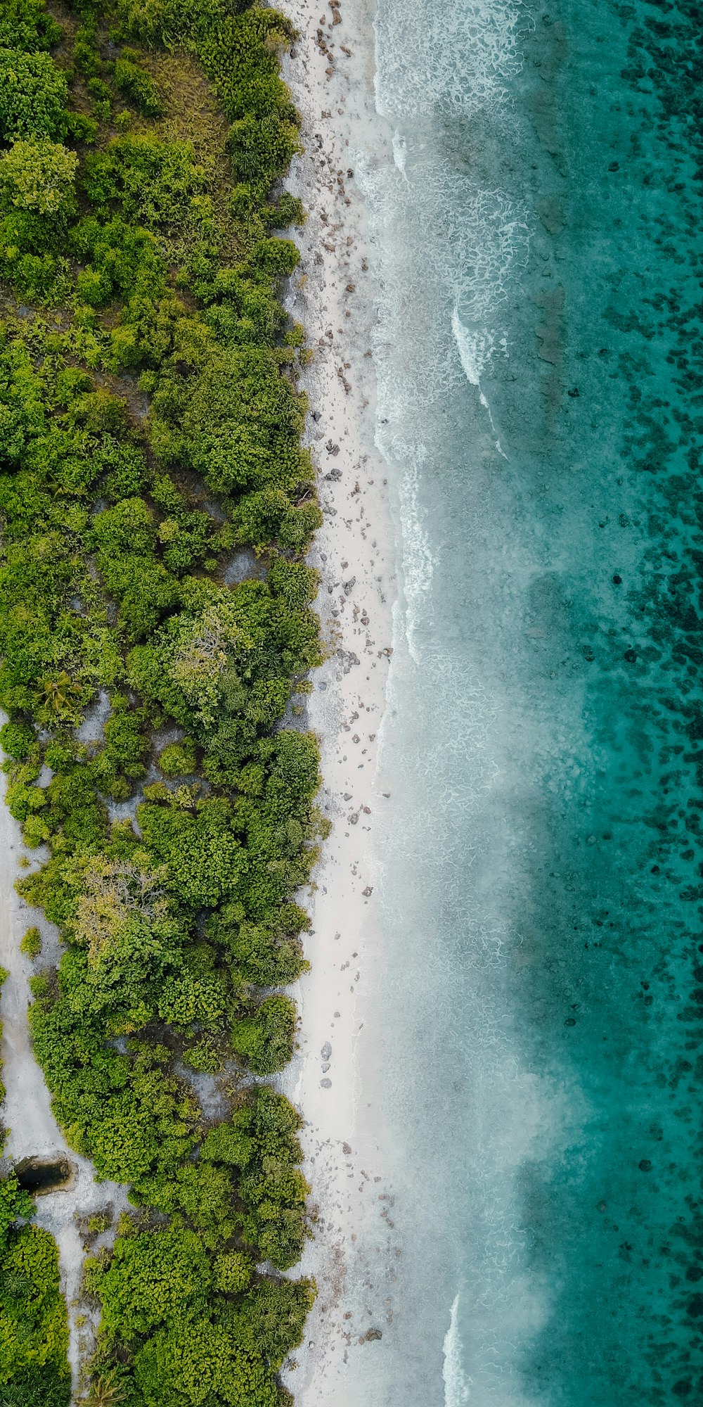 a body of water with trees around it