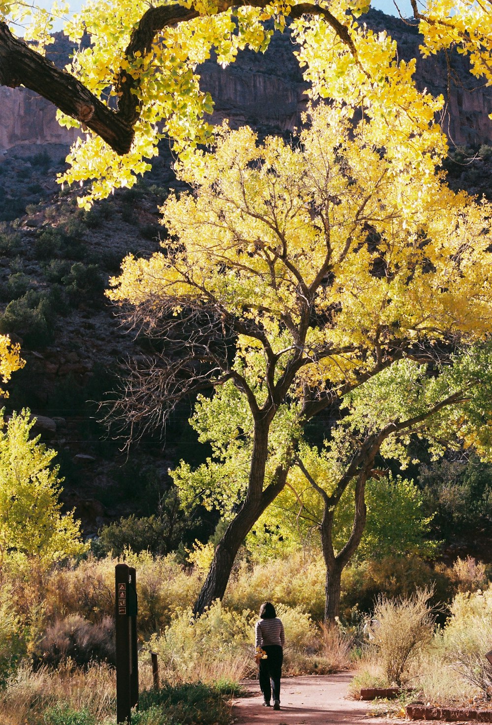 a person walking on a path with a tree with yellow leaves