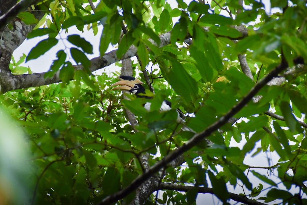 a bird perched on a tree branch