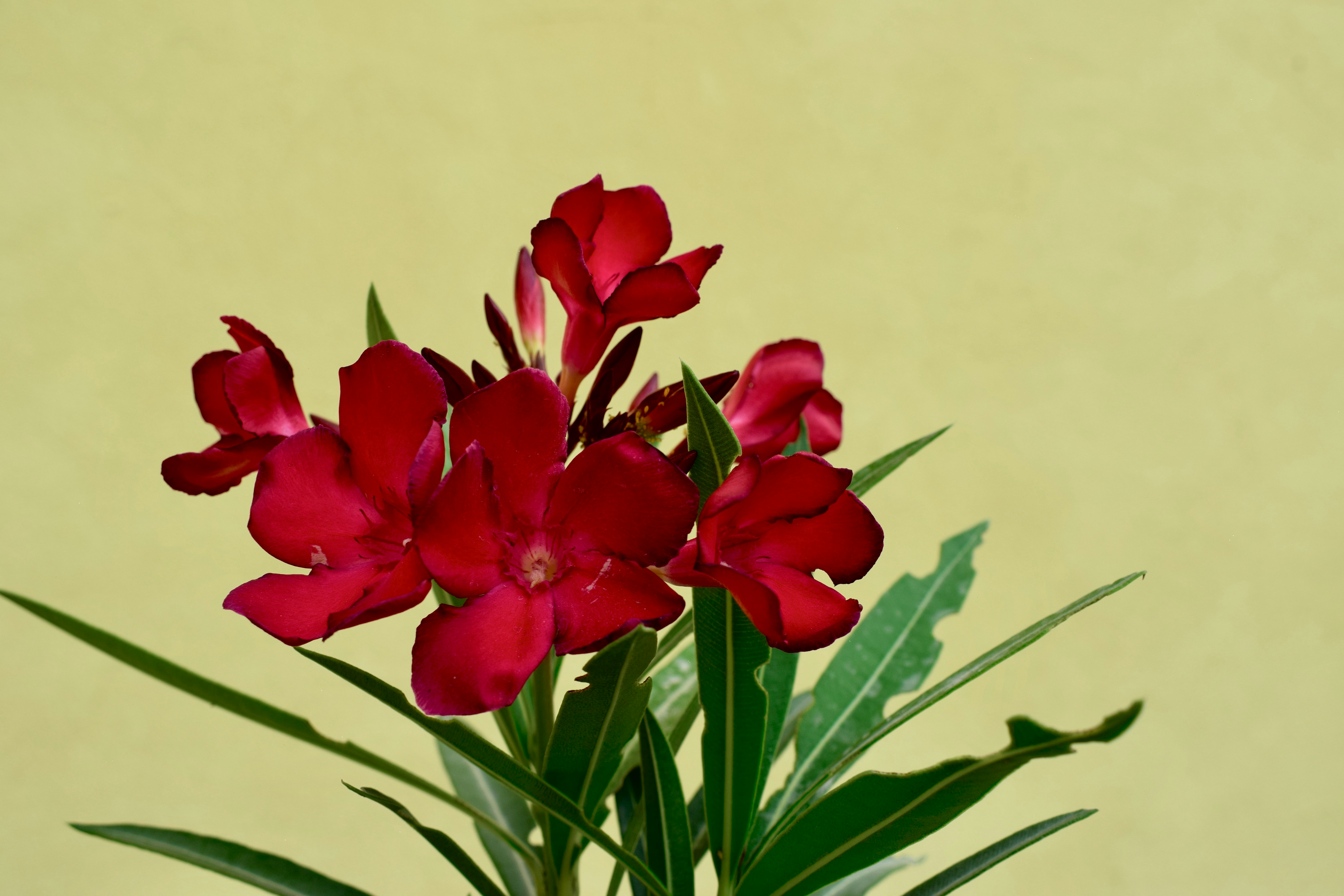 a group of red flowers