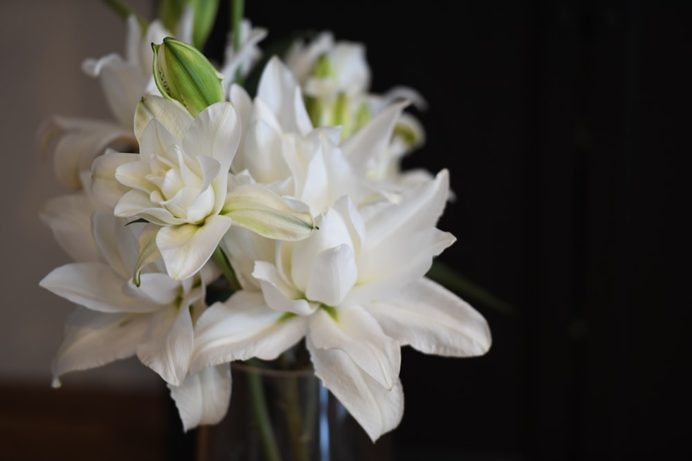 a vase with white flowers