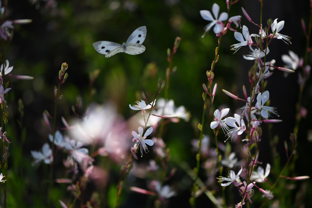 a butterfly on a flower