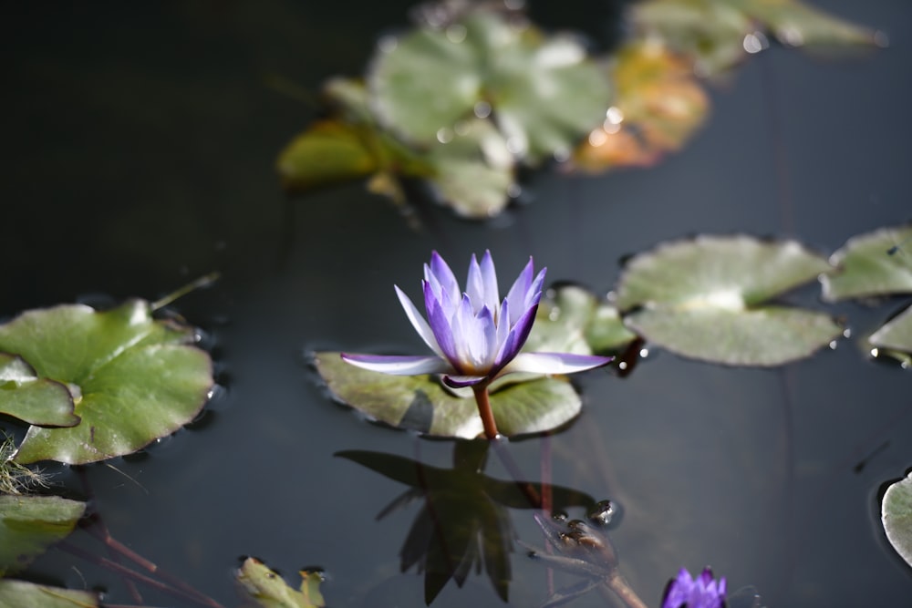 a purple flower on a lily pad