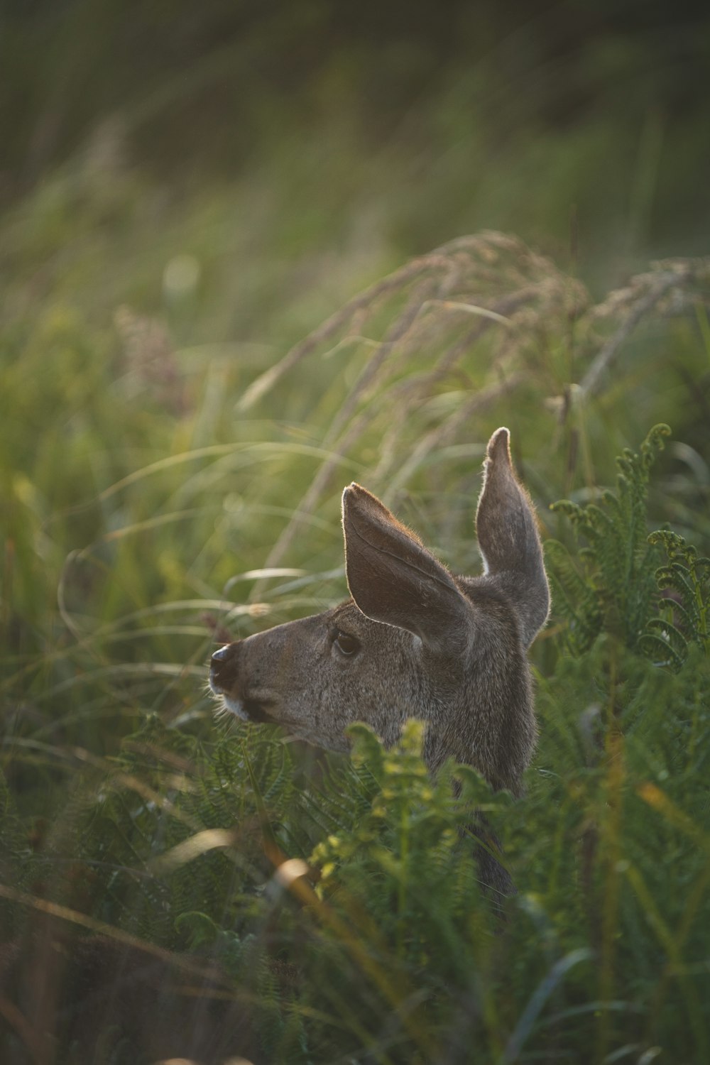 a rabbit in a bush