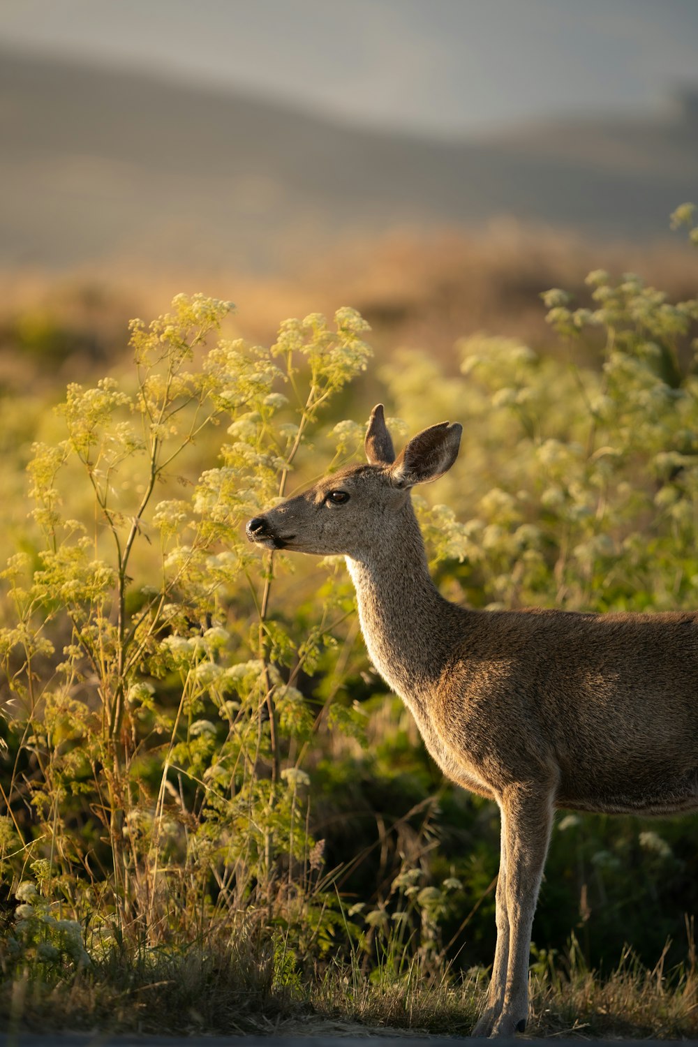 a deer standing in a field