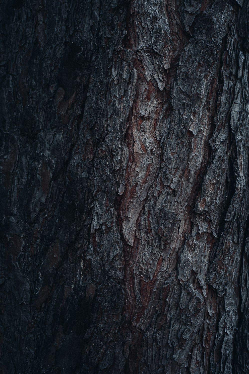 a close up of a tree trunk