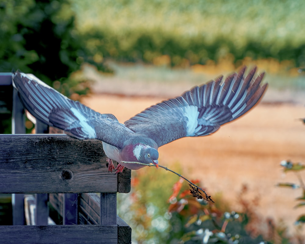 a bird landing on a bench