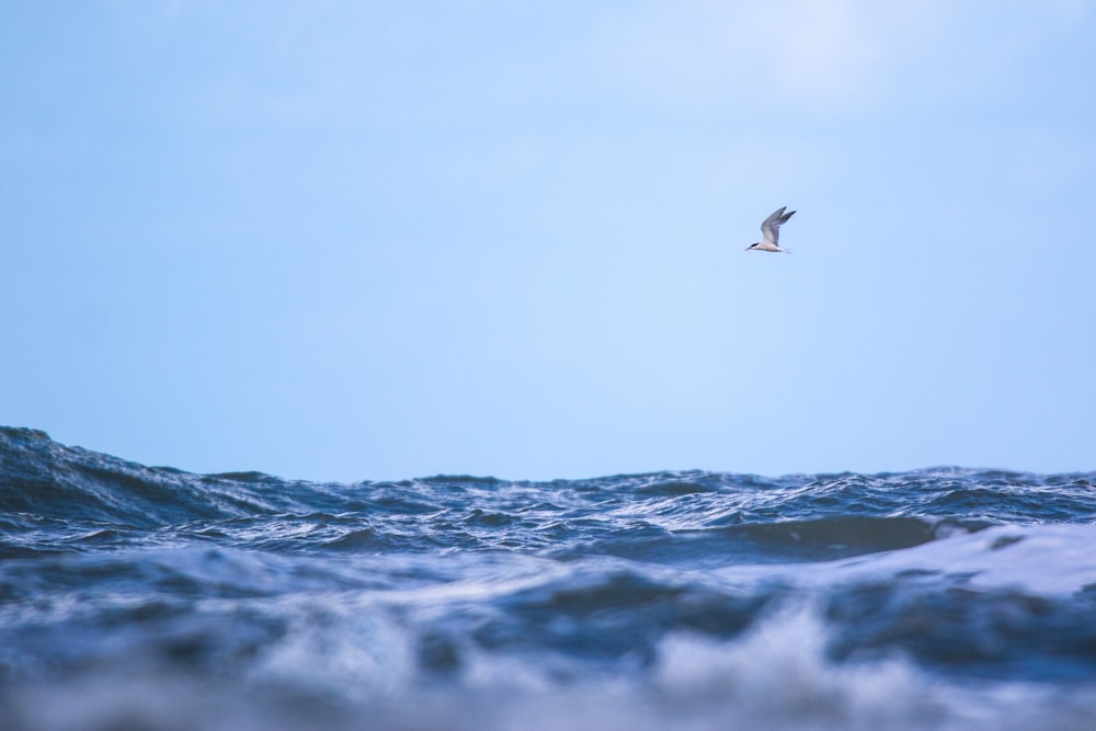 a bird flying over a wave