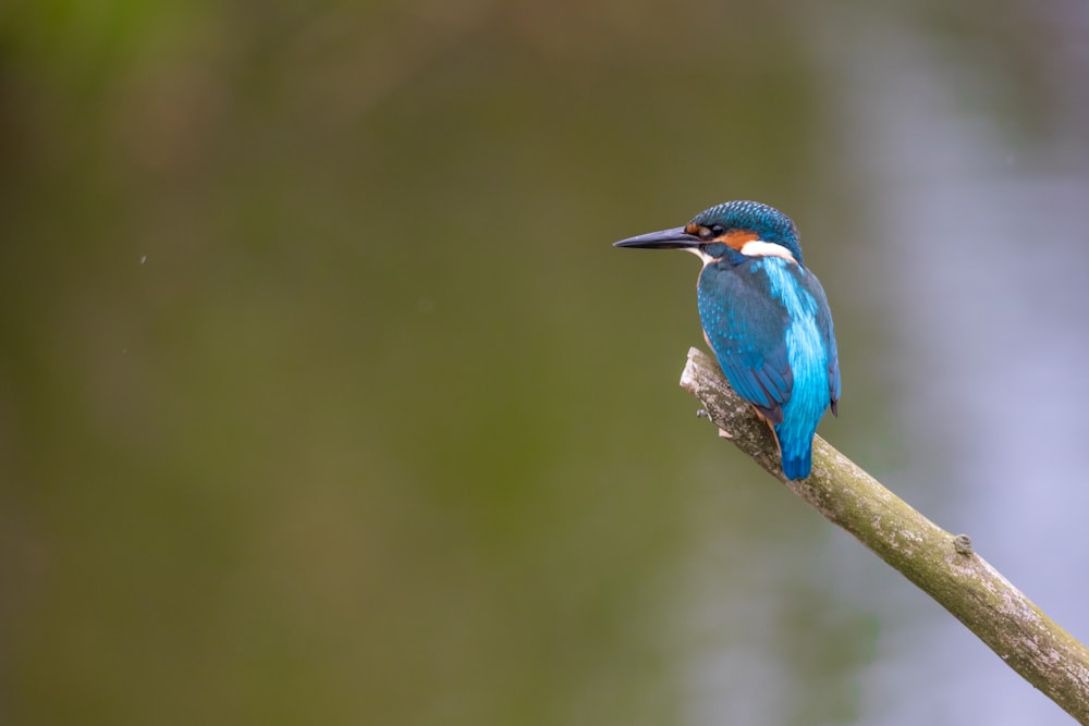 a bird on a branch