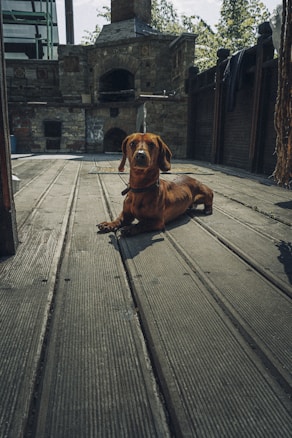 A brown dachshund is lying on a wooden deck with a stone oven in the background. The surrounding area features wooden fencing and greenery, giving a rustic outdoor ambiance.