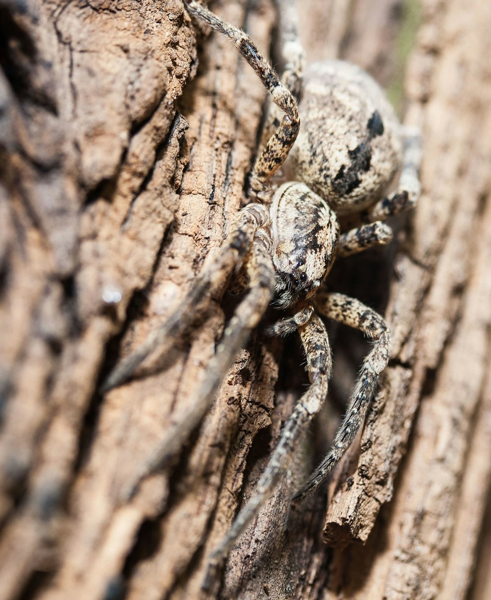 Un lagarto en un árbol