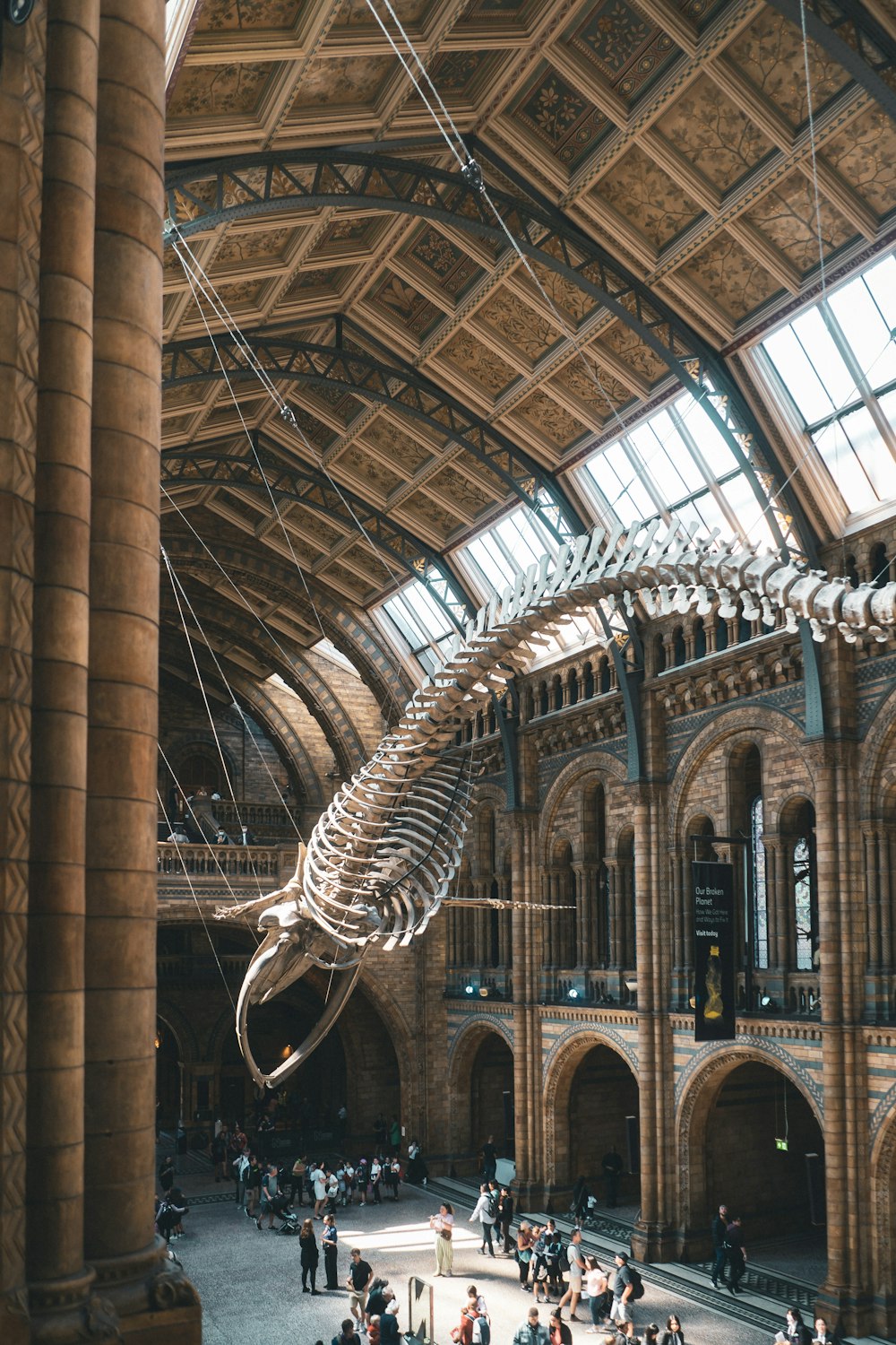 a large dinosaur skeleton in a museum