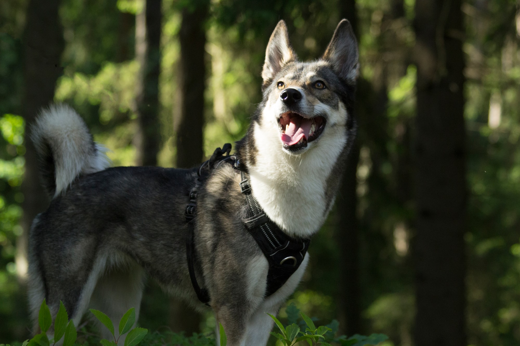 a Laika breed dog standing in the woods