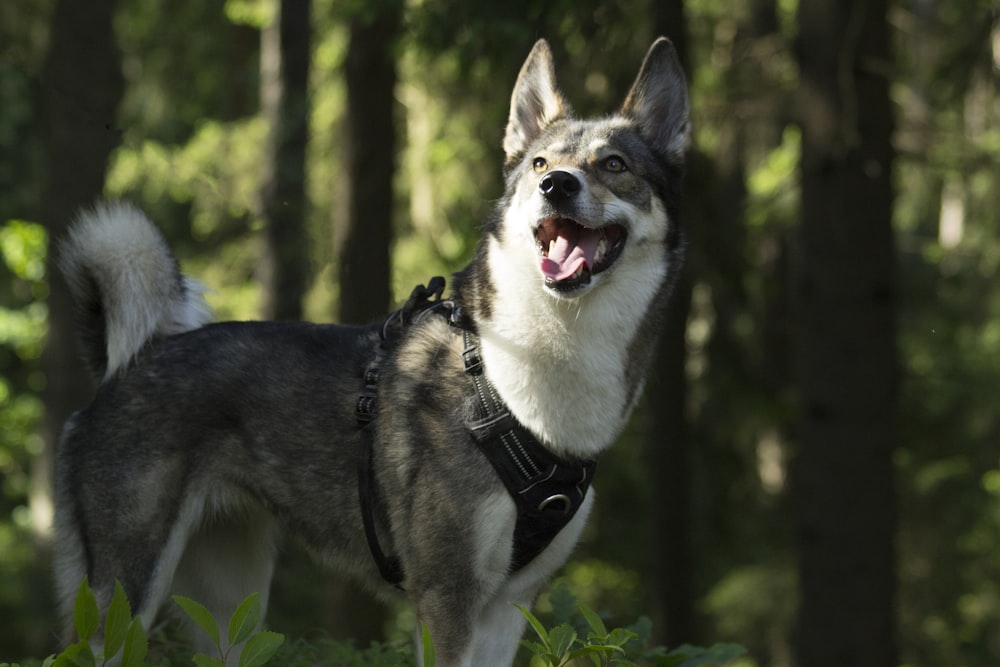 a dog standing in the woods