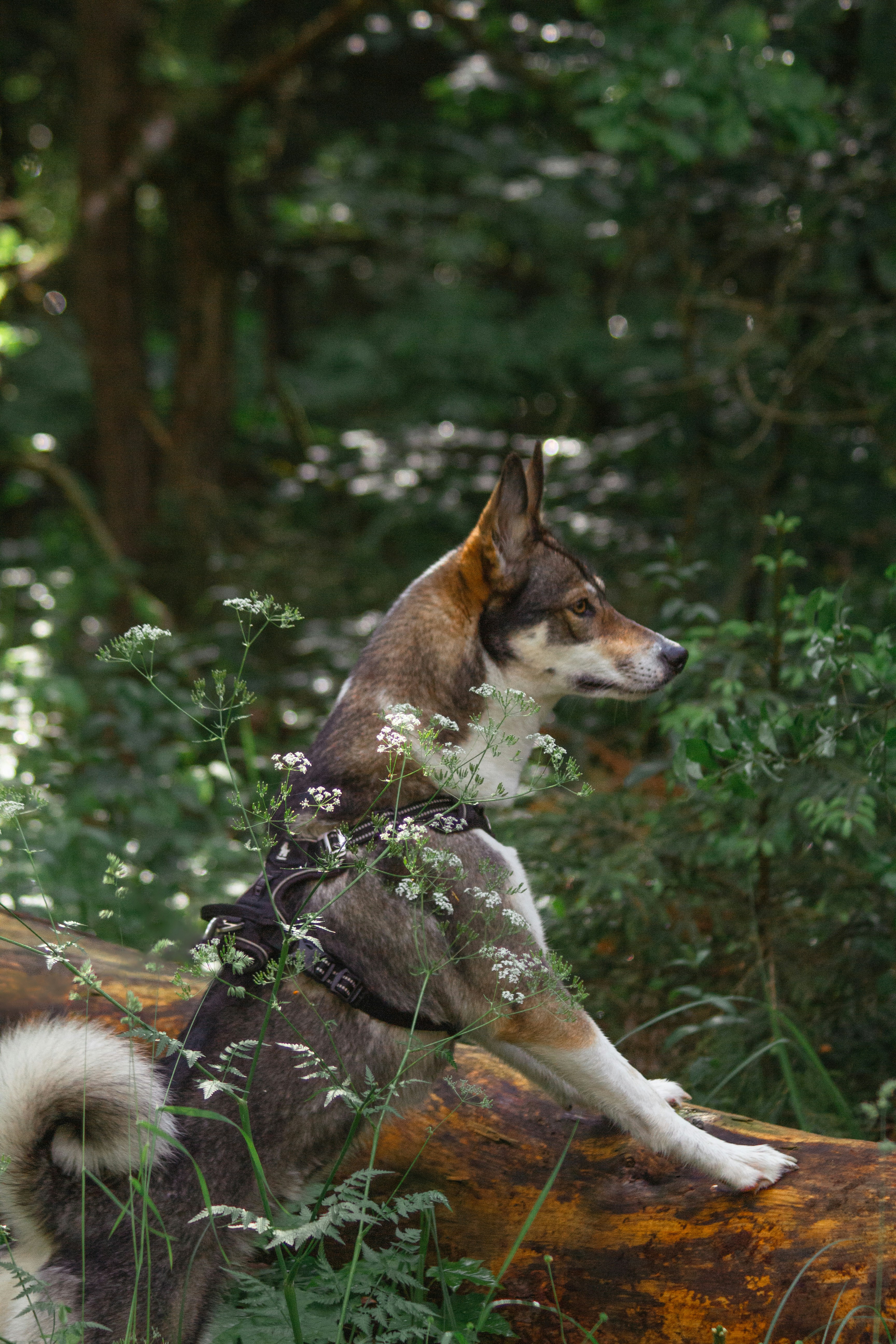 Dogs in seasonal clothing, representing each season
