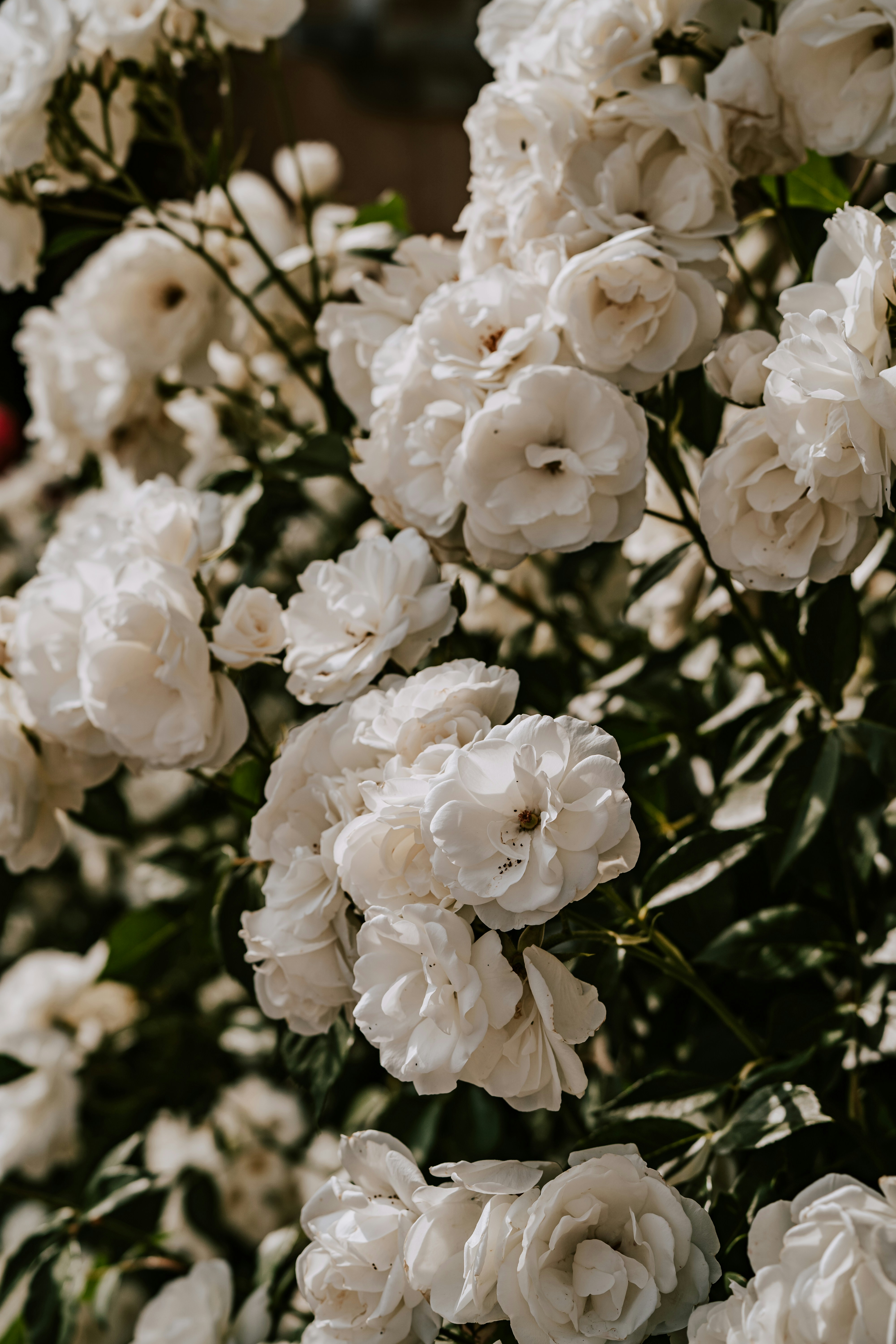 Photo by kekse_und_ich