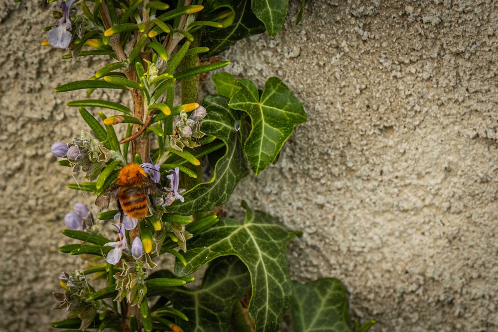 a close up of a green plant in a garden