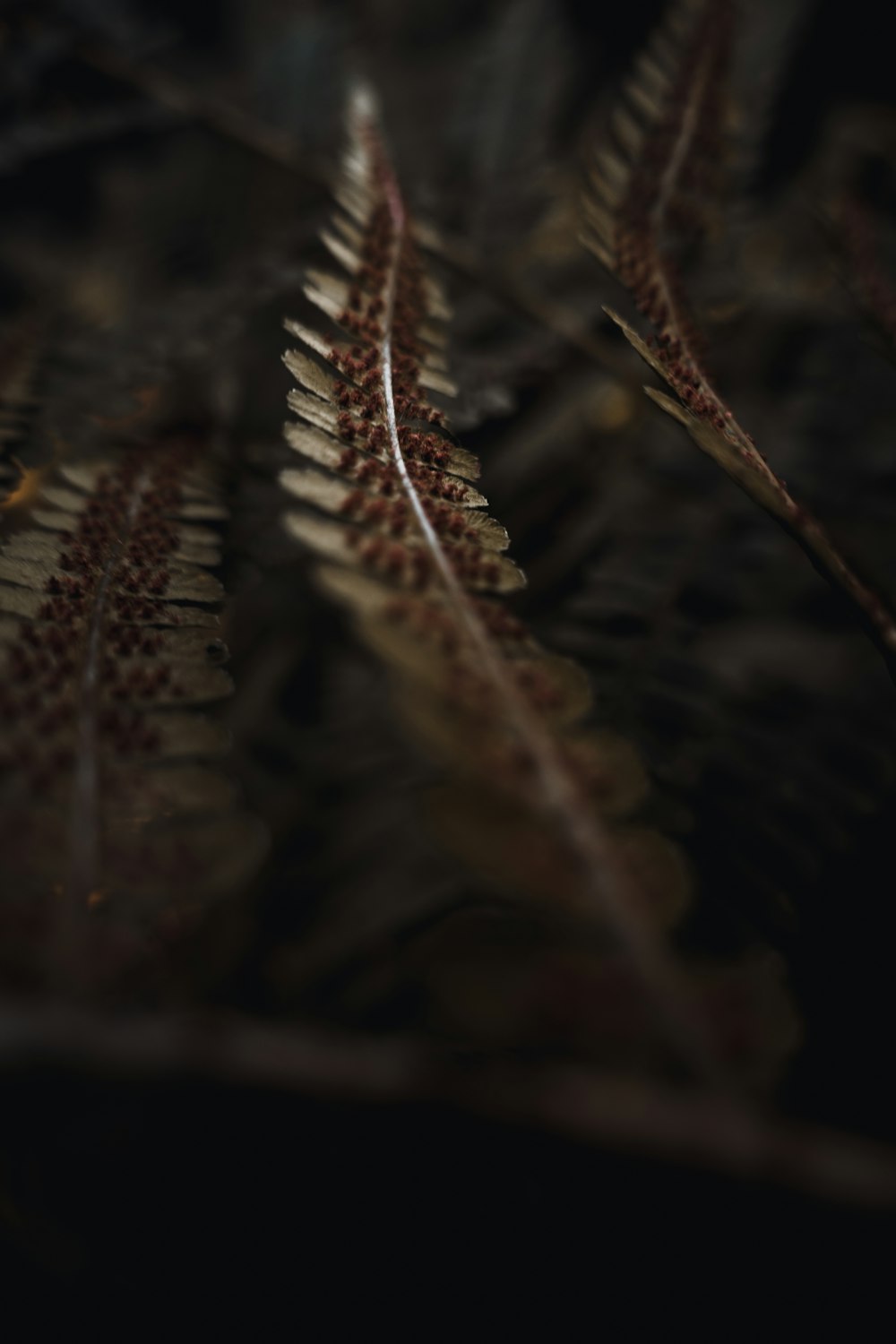 close up of a plant