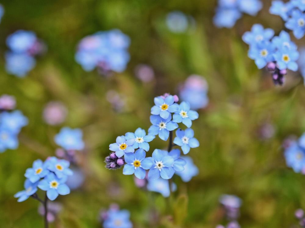 a close up of flowers