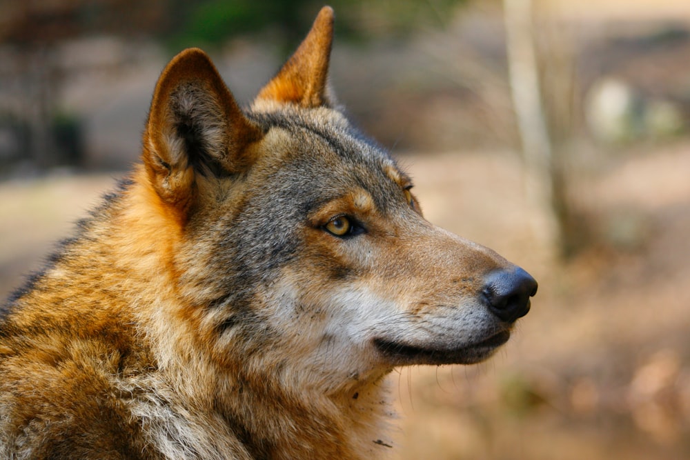 a close up of a dog