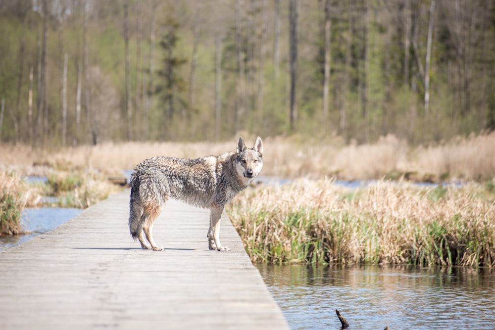 a wolf walking on a path by a river