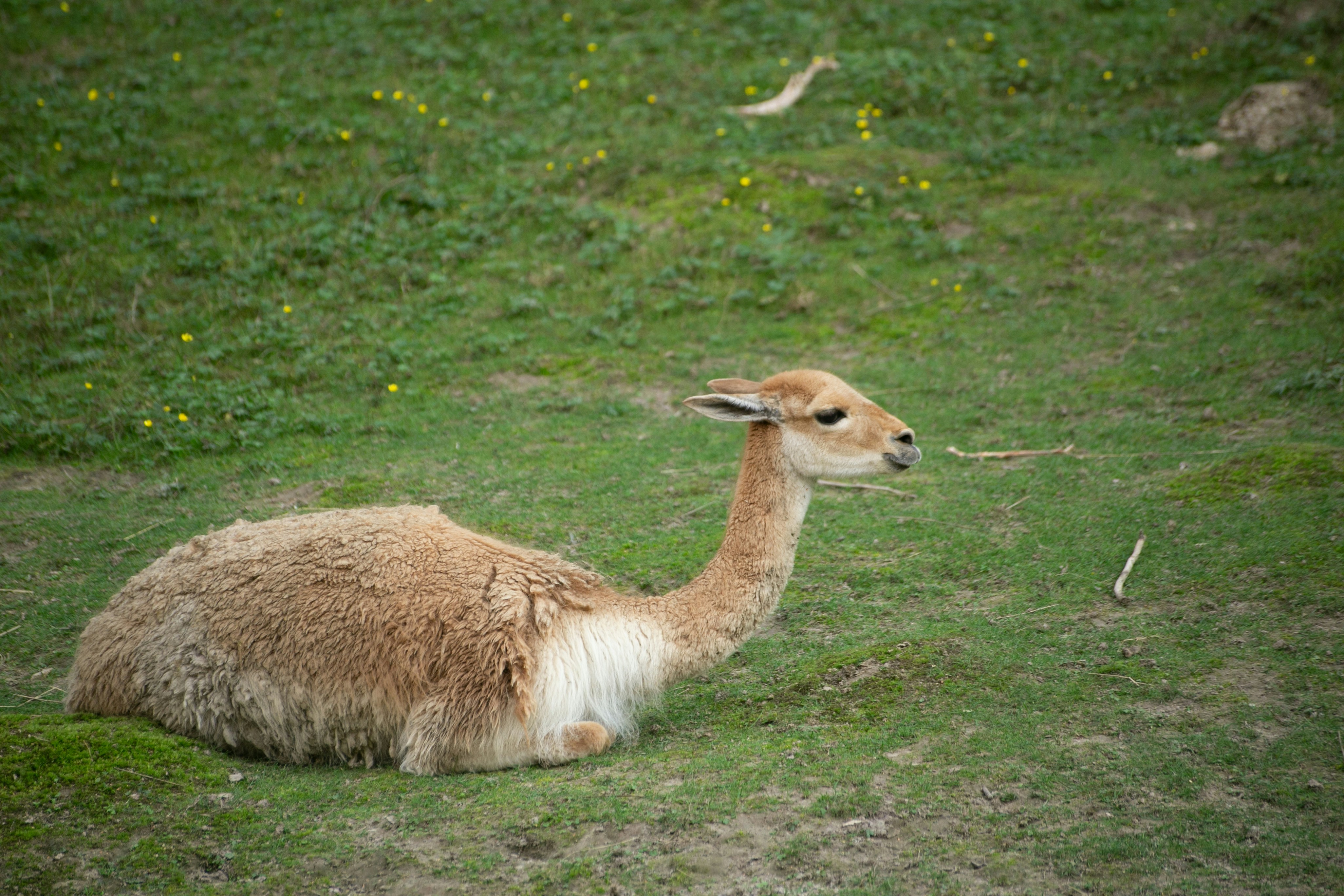a baby goat sitting in the grass