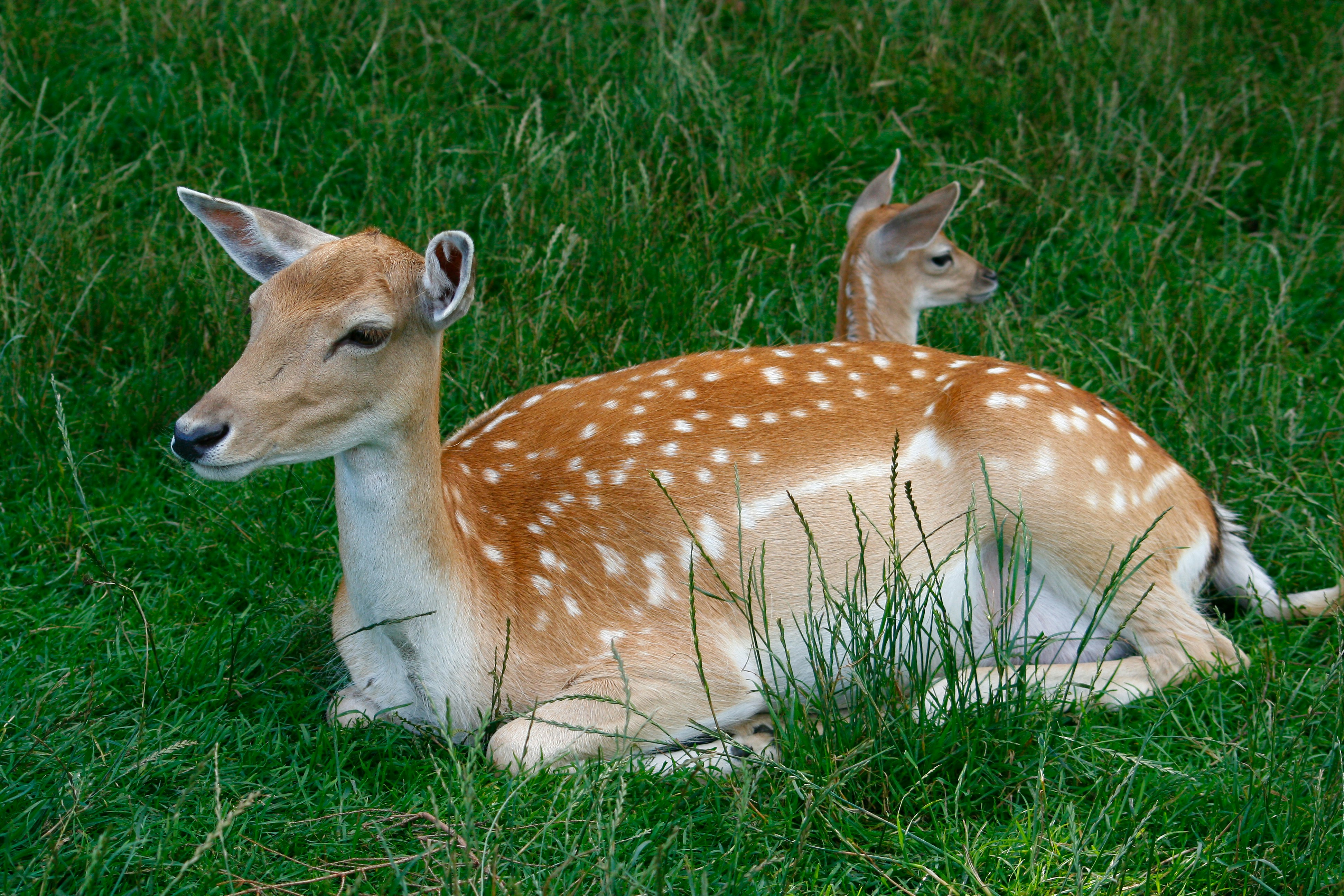 A deer and a baby deer lying in the grass photo Free Deer Image on