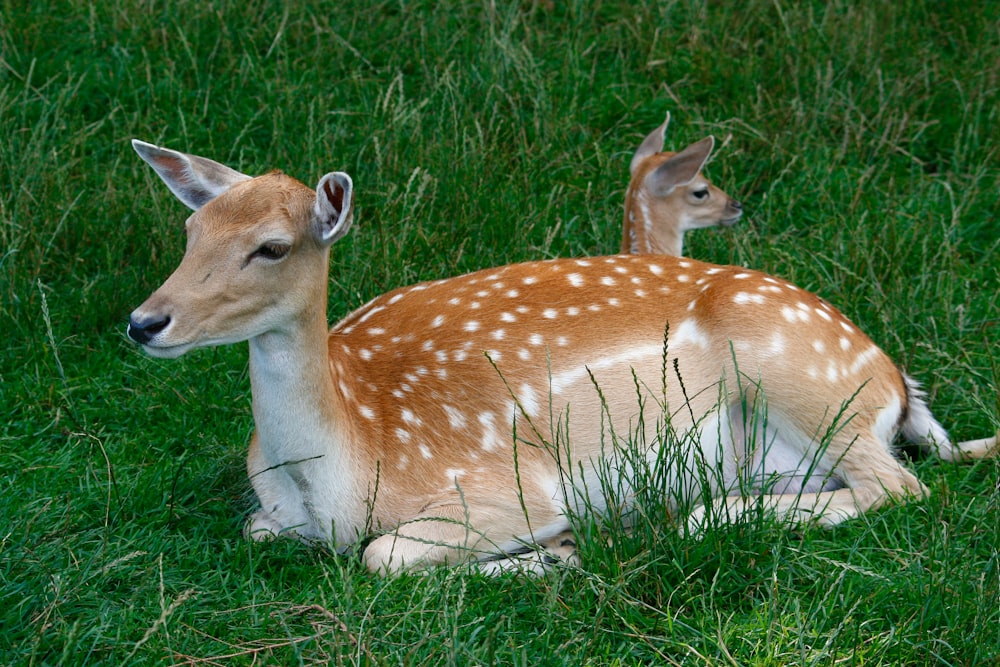 a deer and a baby deer lying in the grass