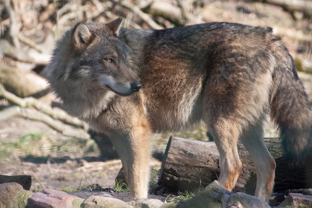 a wolf standing on a log