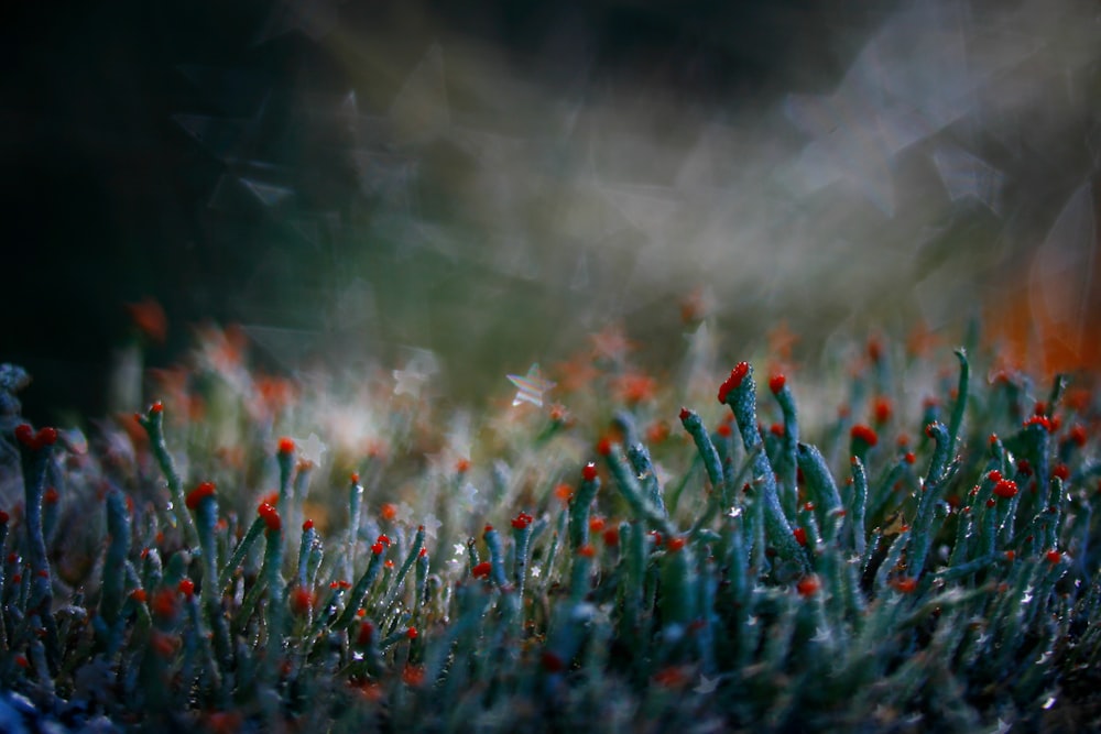 a field of flowers