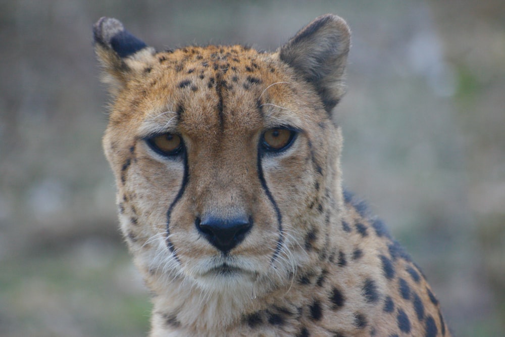 a close up of a leopard