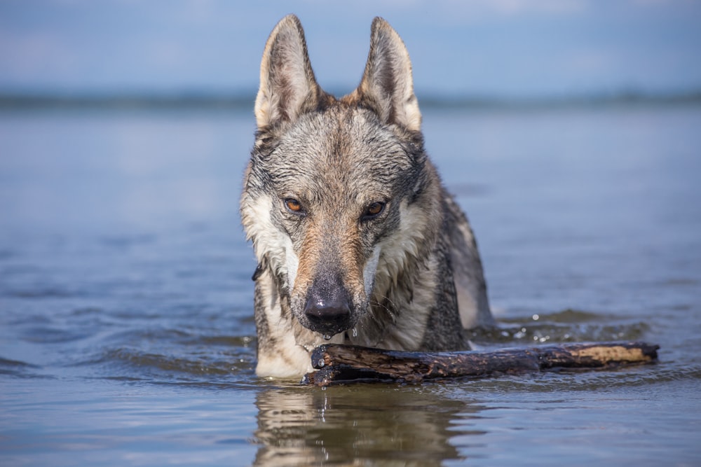 um cão nadando na água