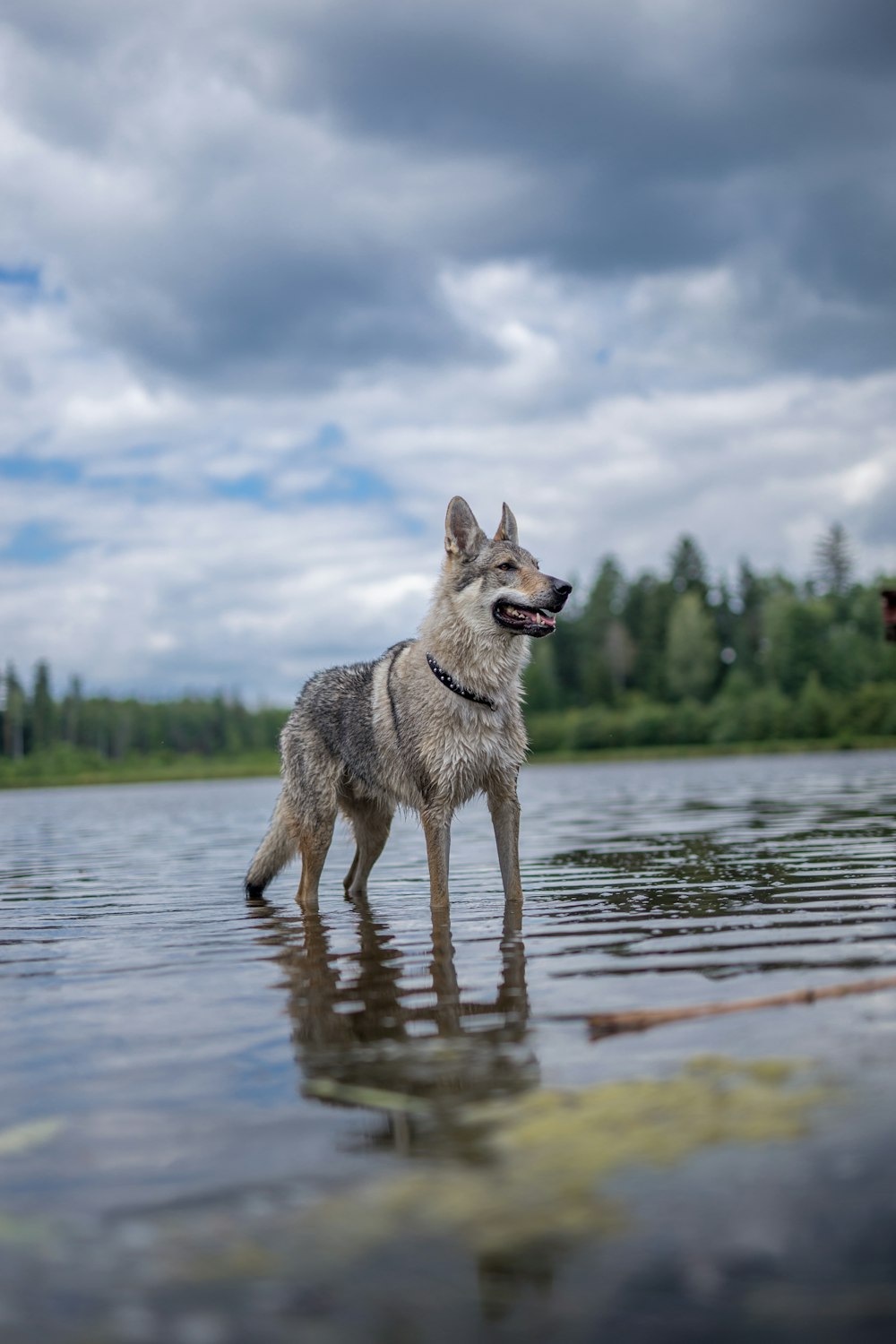 a dog standing in water